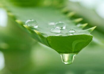 Có tác dụng làm đẹp và hỗ trợ trị bệnh