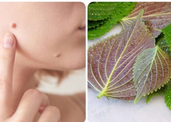 Cách Xông hơi bằng tía tô cho da láng mịn