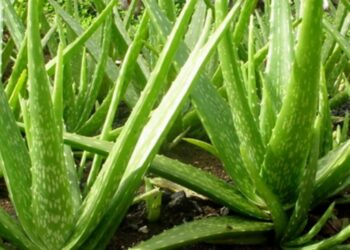 Đặc điểm của cây nha đam