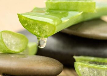 Dưỡng ẩm da với nha đam và nước vo gạo