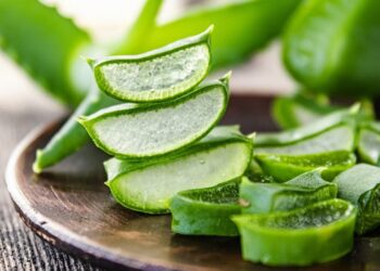 Đôi nét về cây Nha Đam