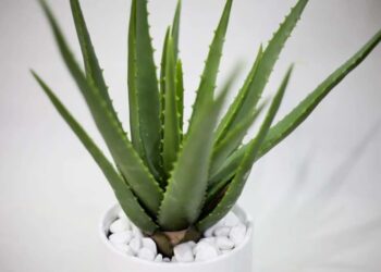 Làm đẹp, chống lão hóa da